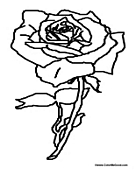 Rose Flower