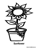 Sunflower Coloring Page