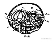 Fruit Basket