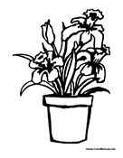 Spring Season Flowers
