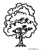 Spring Season Tree