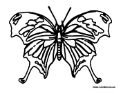 Spring Season Butterfly